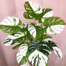 Laden Sie das Bild in den Galerie-Viewer, Kunstpflanze Monstera Variegata halfmoon - 65cm oder 75cm