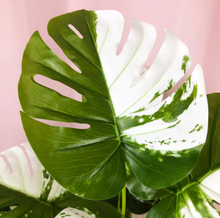 Laden Sie das Bild in den Galerie-Viewer, Kunstpflanze Monstera Variegata halfmoon - 65cm oder 75cm